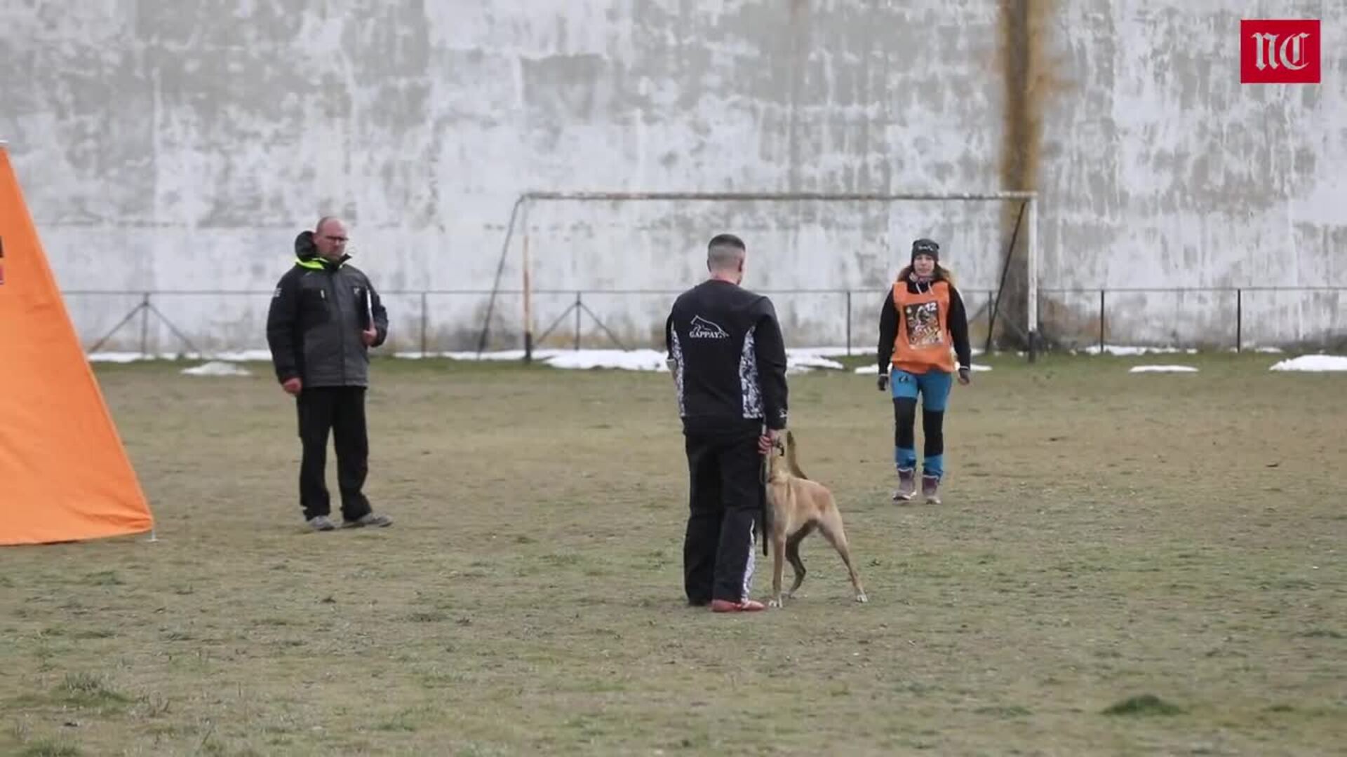 Campeonato canino en Campaspero (Valladolid)