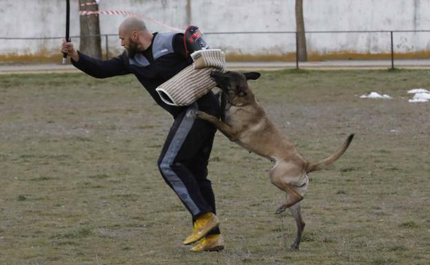 Un pastor belga malinois, durante la prueba de ataque. 