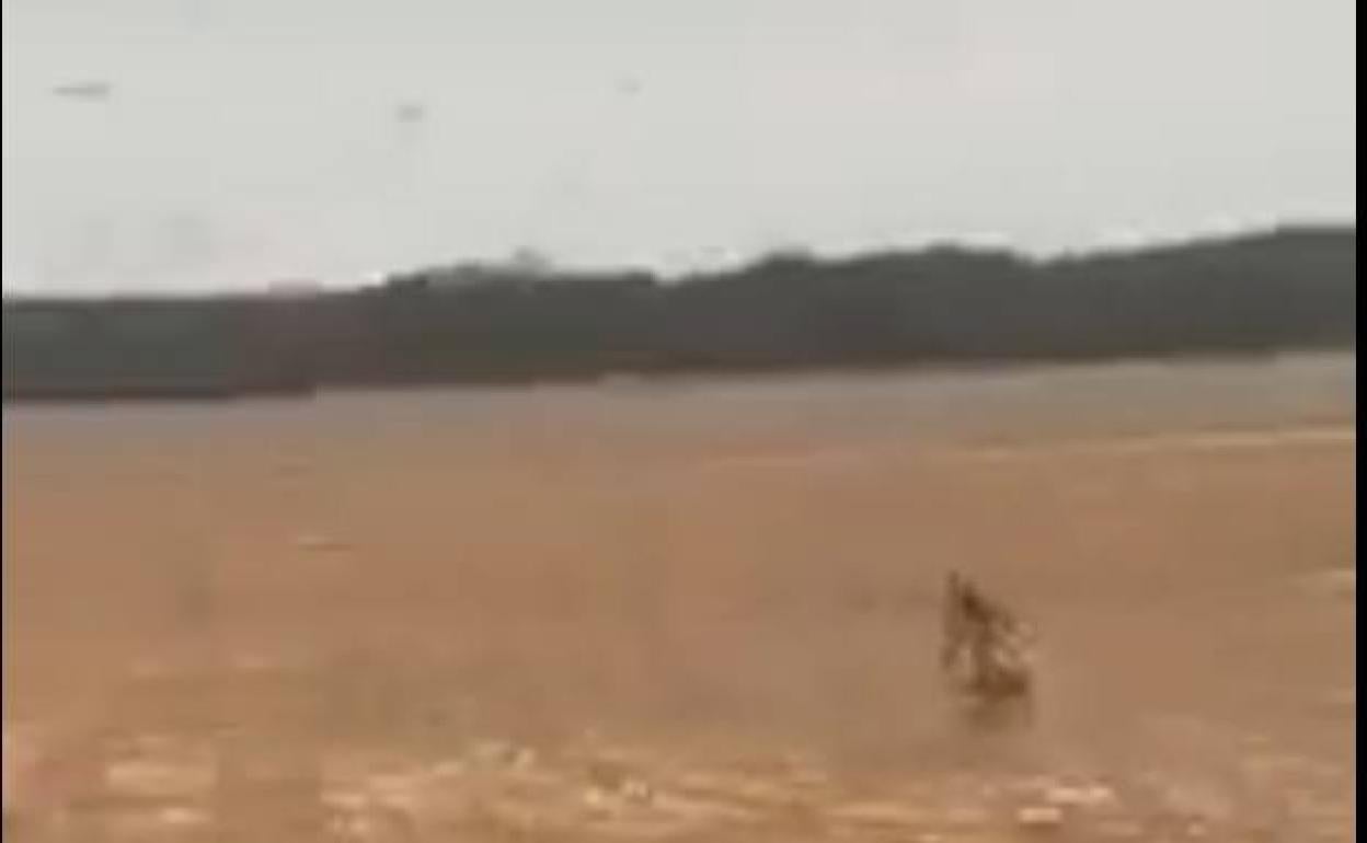 Frame del video de la persecución de los lobos.