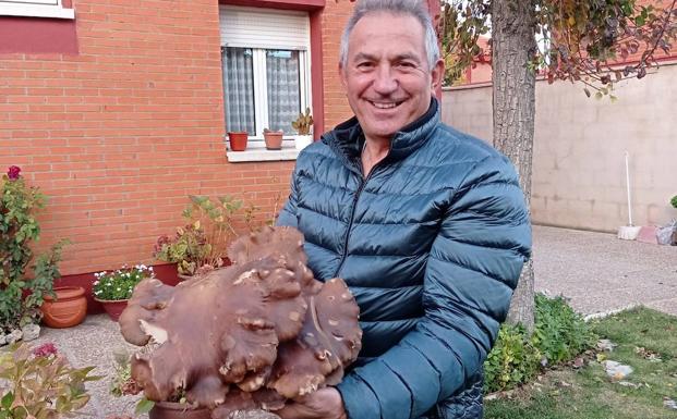 Casito con la seta gigante que se encontró el pasado mes de noviembre 