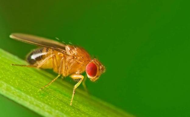 Mosca de la fruta.