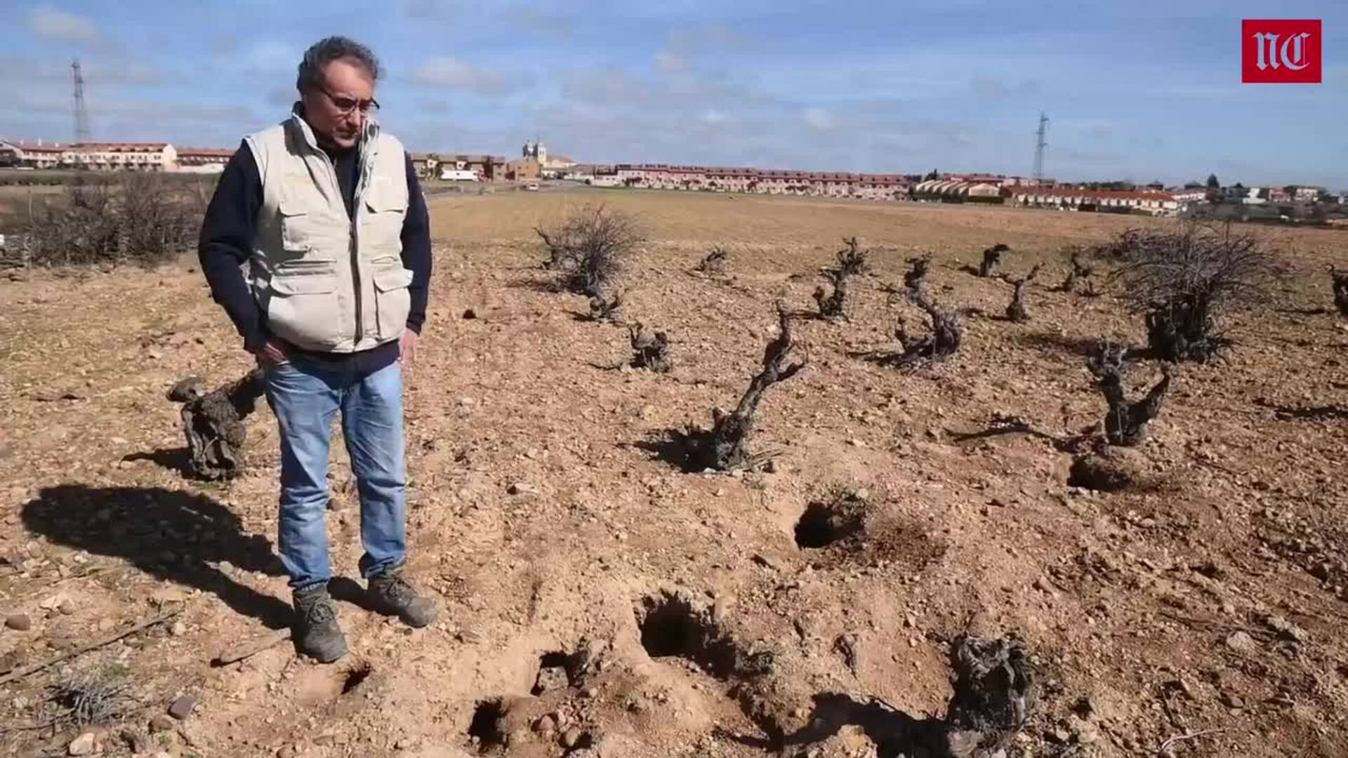 Los agricultores alertan sobre la «descontrolada» presencia de conejos