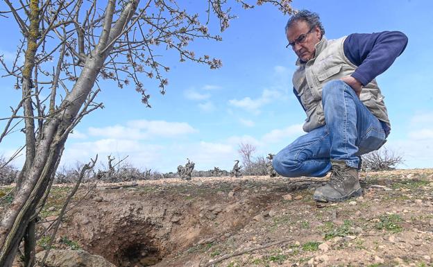 Un agricultor observa los daños que han realizado los conejos.