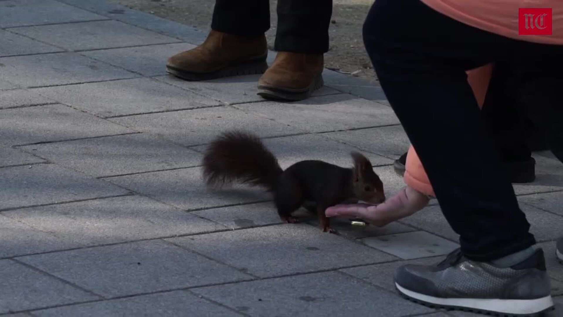 Estos son los animales que habitan el Campo Grande Valladolid