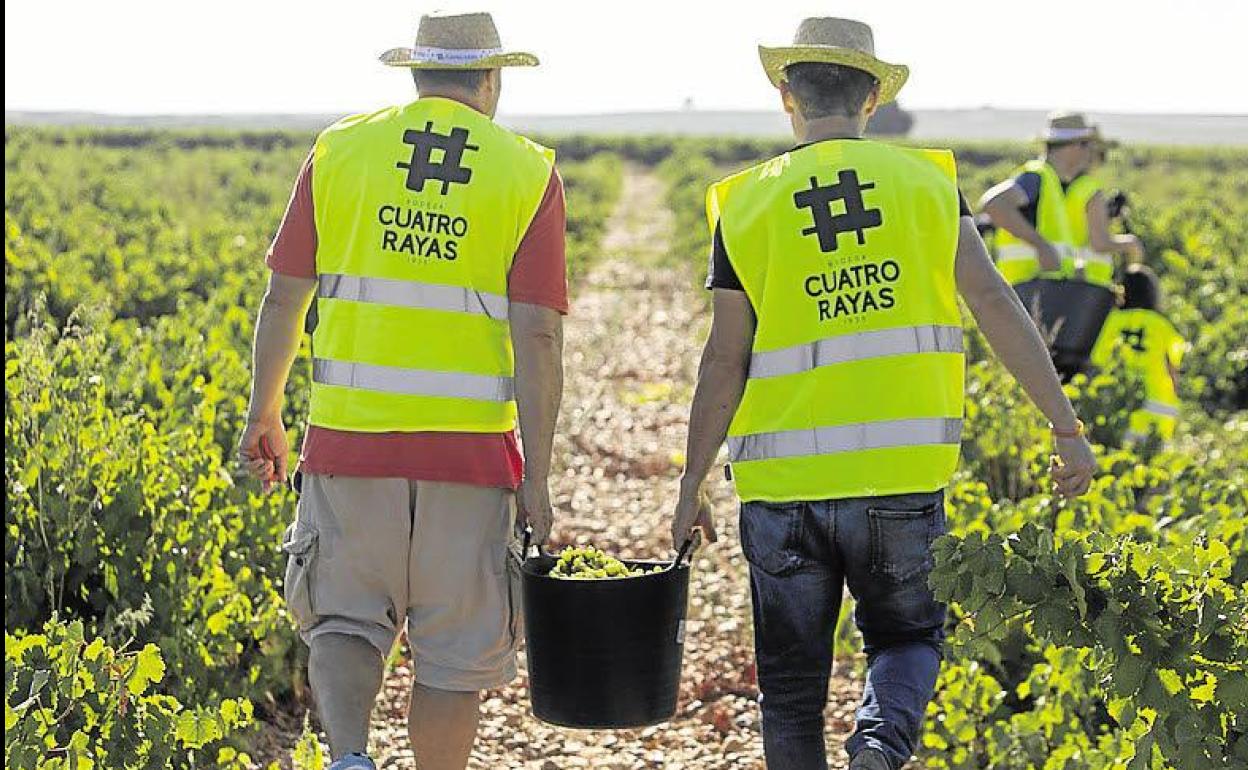 Vendimia en la Bodega Cuatro Rayas. 