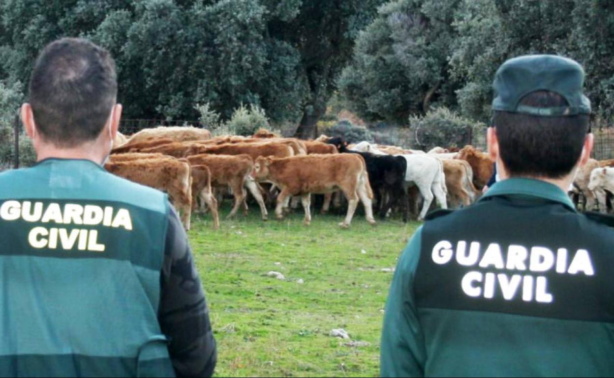 Investigan a tres personas por estafar más de  euros en la  compraventa de ganado en Zamora | El Norte de Castilla