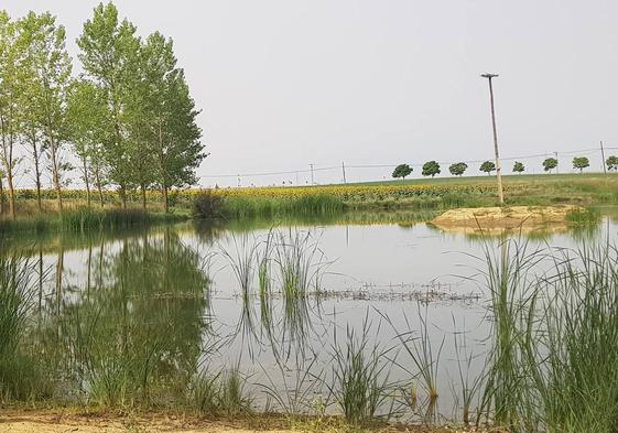 Humedal en el que trabaja la Diputación de Palencia.