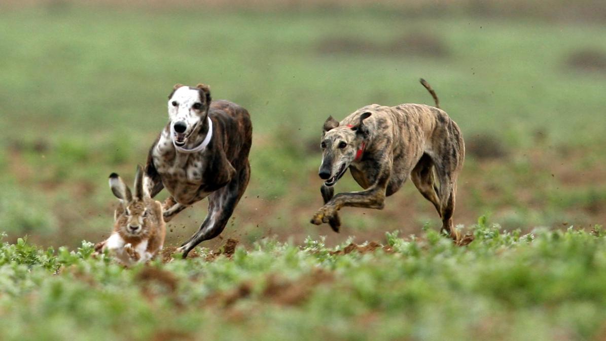 Los 16 perros y las normas del Campeonato de España de Galgos