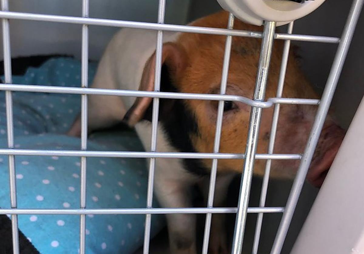 El cerdo, una vez capturado por los policías locales.