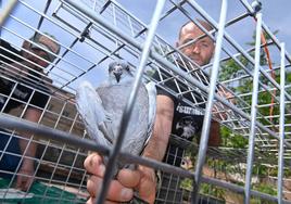 Imagen de la captura de palomas con jaula trampa realizada en mayo del año pasado.