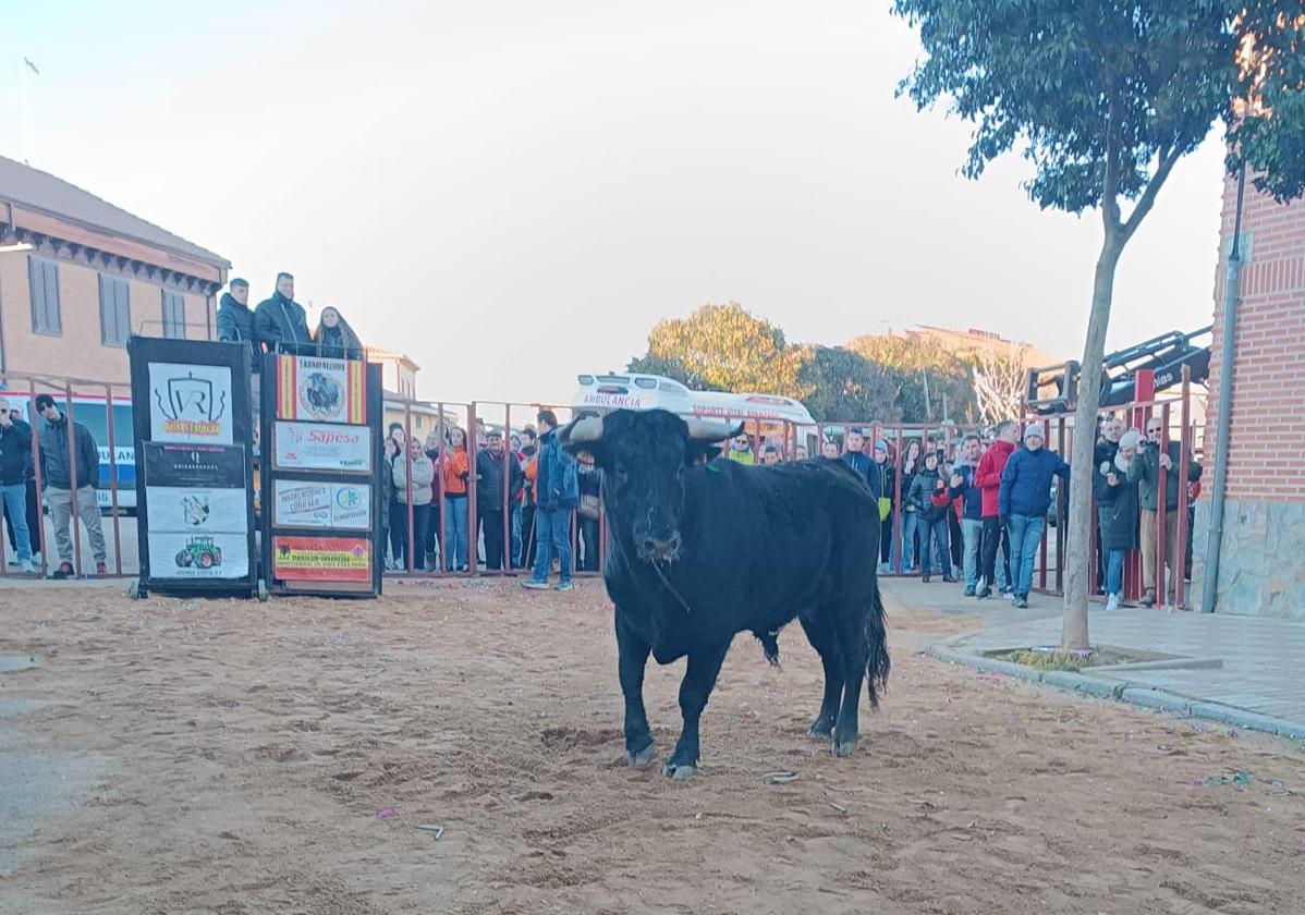 Toro del Cotillón de Villafrechós.