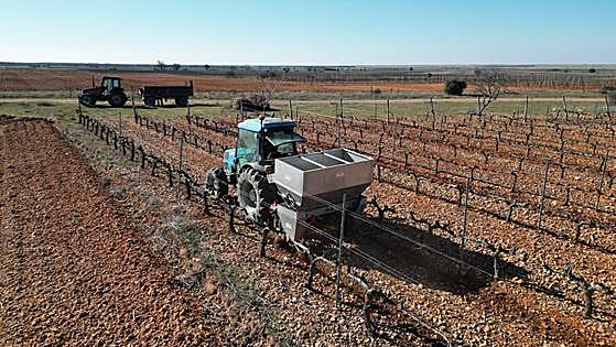Itacyl lidera un proyecto para poner en valor variedades minoritarias de vid