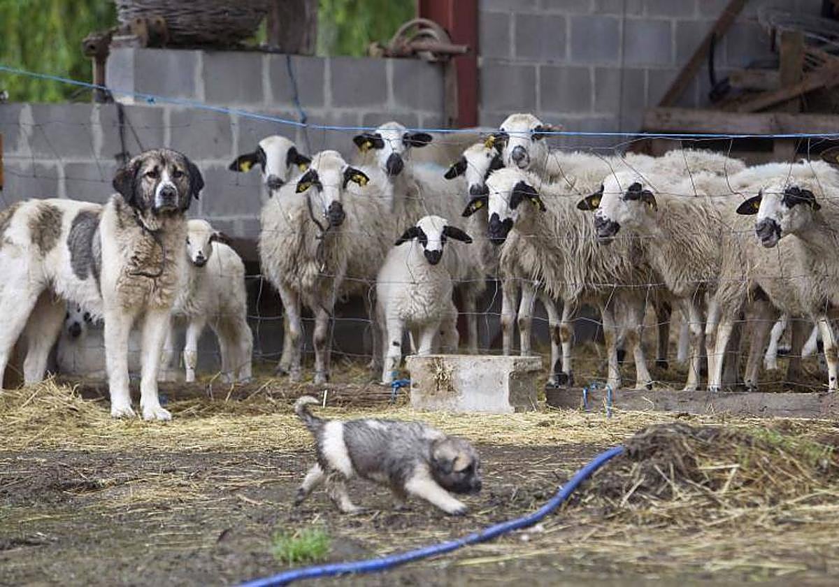 Mastines en una granja ovina.