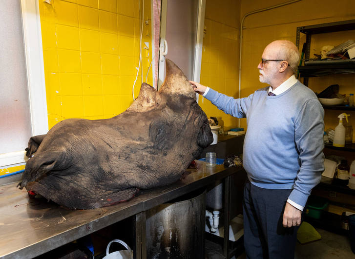 El profesor de Anatomía, Juan Francisco Pastor, junto a la cabeza de Cirilo, el rinoceronte blanco.