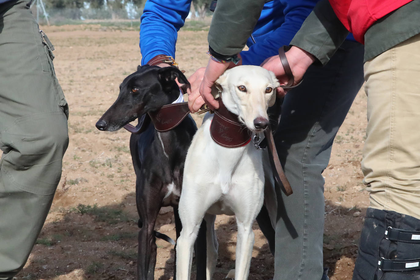 La segunda jornada de octavos del Campeonato de España de Galgos, en imágenes