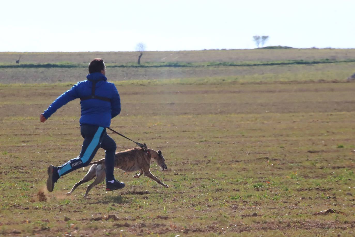 La segunda jornada de octavos del Campeonato de España de Galgos, en imágenes