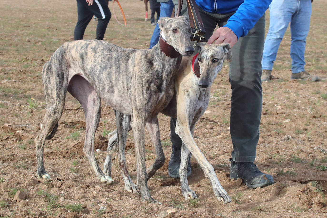 La segunda jornada de octavos del Campeonato de España de Galgos, en imágenes