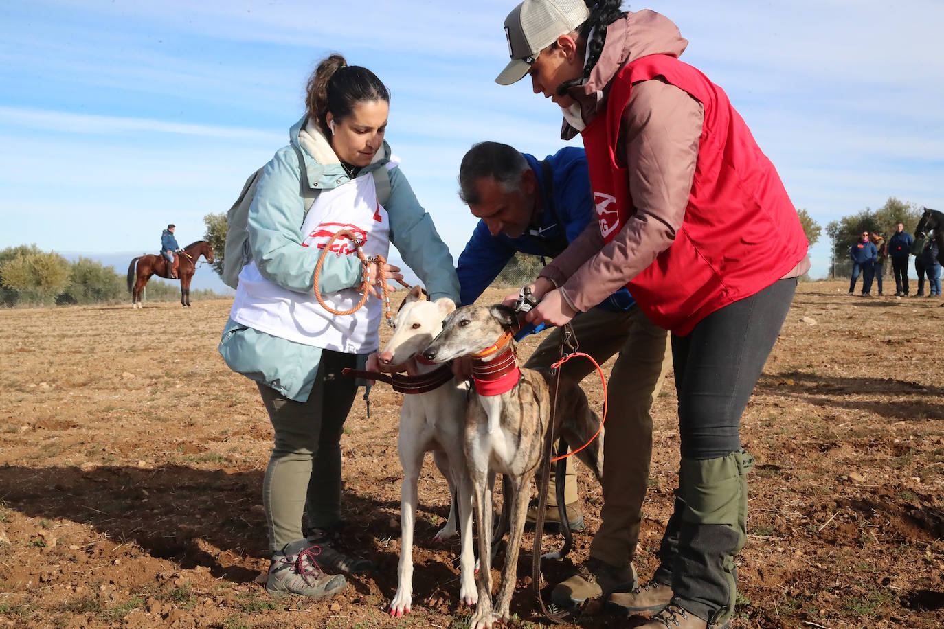 La segunda jornada de octavos del Campeonato de España de Galgos, en imágenes