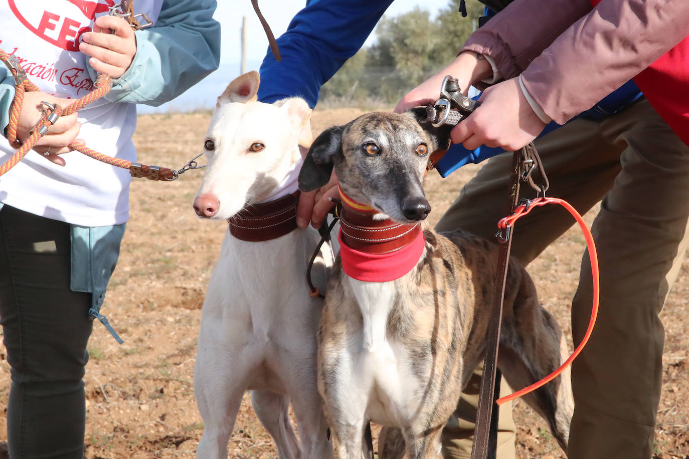 La segunda jornada de octavos del Campeonato de España de Galgos, en imágenes