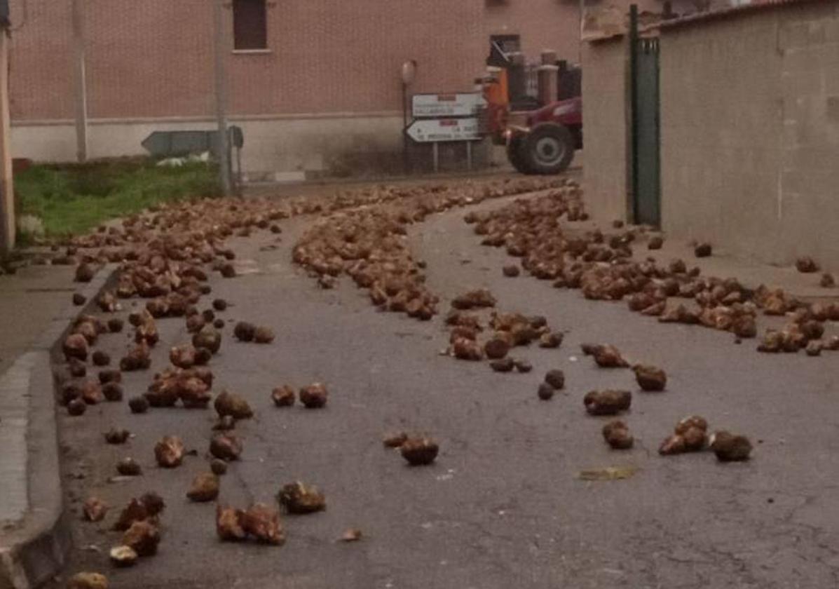 Remolacha que ha perdido el camión esparcida por la carretera.