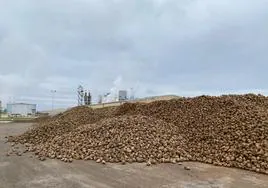 La remolacha ya dispuesta para ser molturada en la fábrica de Acor en Olmedo.