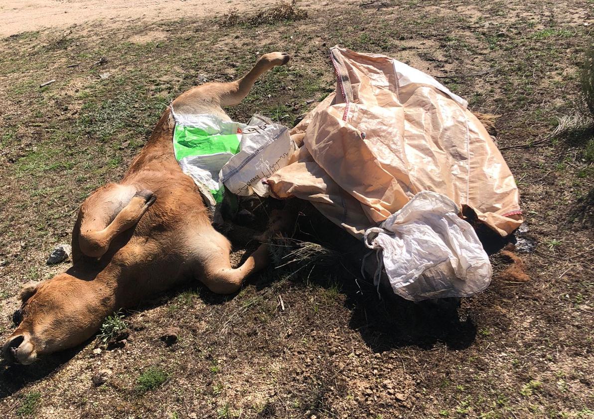 Varios animales muertos como consecuencia de la EHE.