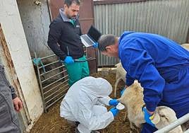 Veterinarios en una explotación ovina.