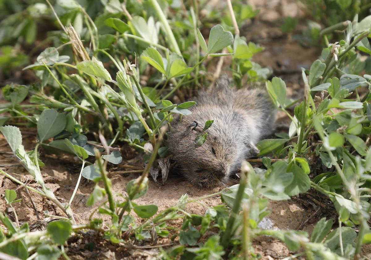 Topillo muerto en el campo.