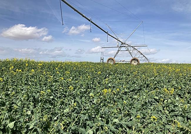 Pívot para riego en una parcela de colza.