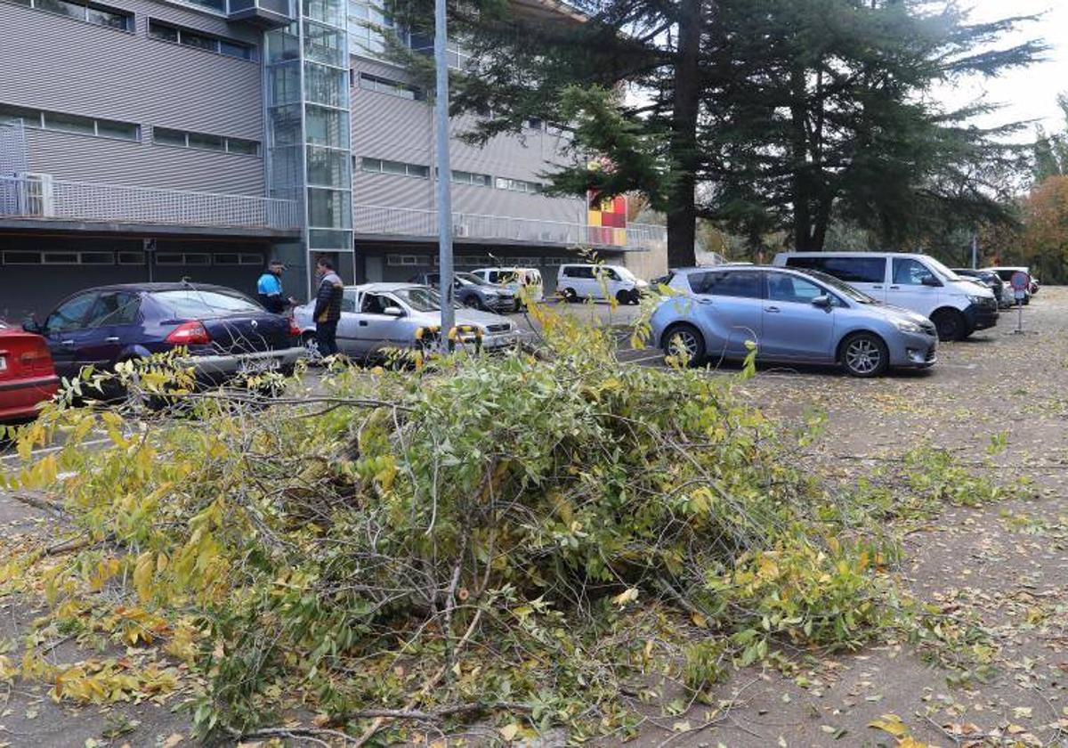 Ramas derribadas por el viento en un pasado temporal.