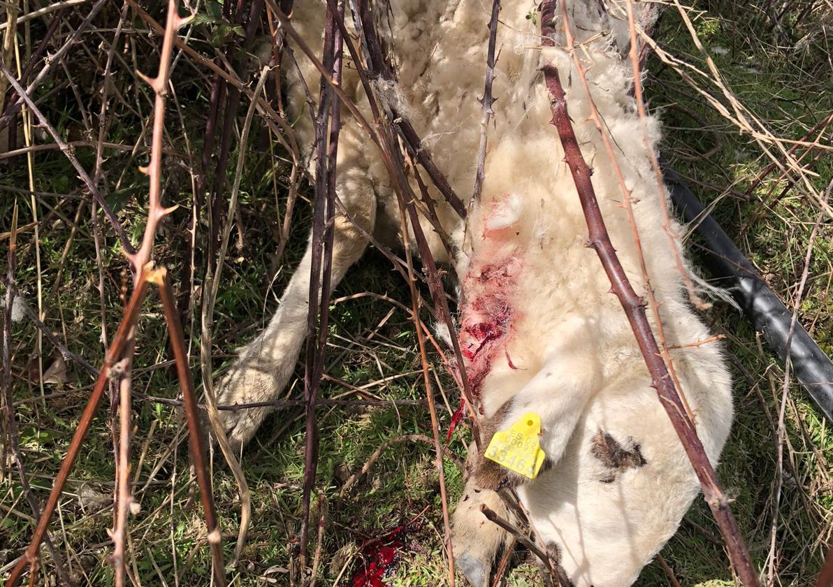 Uno de los animales muertos en la lobada en Hoyos de Pinares.