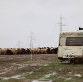 Los agentes destacan la agresividad de los perros que mataron a la joven de Roales