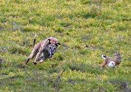 Carrera en la primera jornada del campeonato de galgos, el pasado sábado.