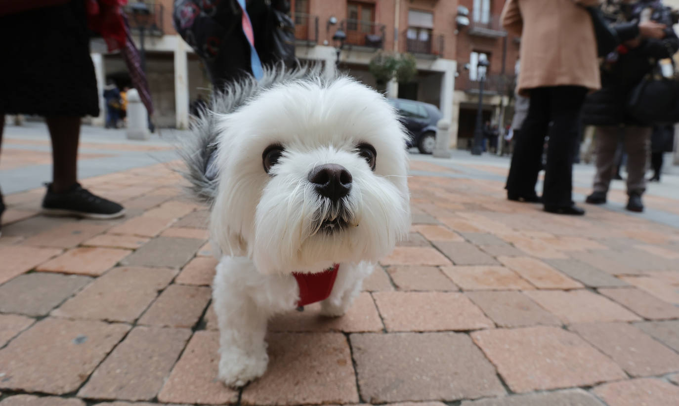 Las mascotas reciben la bendición de San Antón en la iglesia de San Miguel