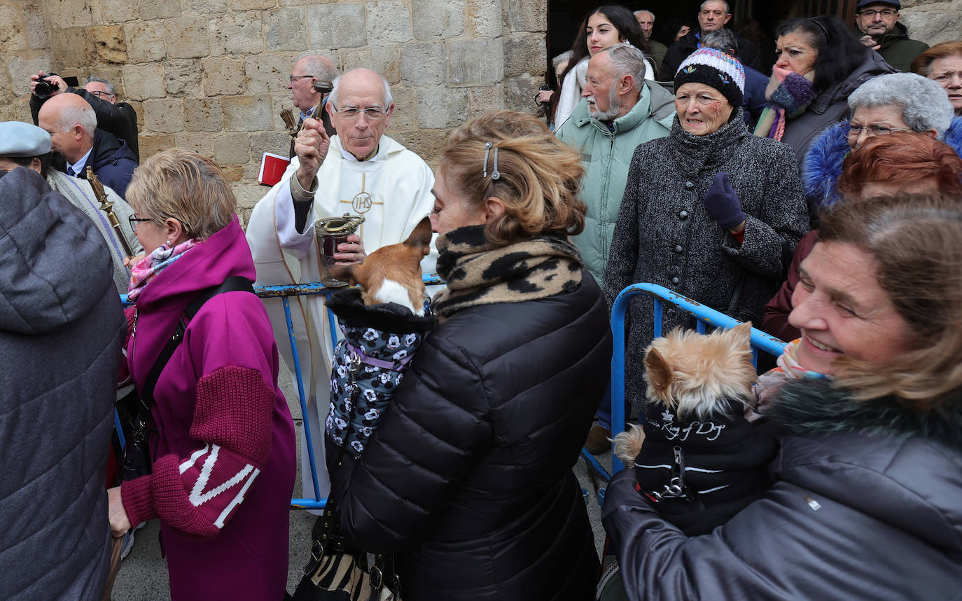 Las mascotas reciben la bendición de San Antón en la iglesia de San Miguel