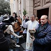 Las mascotas reciben su bendición por San Antón