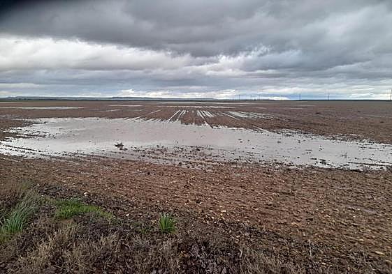 Tierra sembrada de guisantes, totalmente encharcada, en la localidad vallisoletana de Pollos.