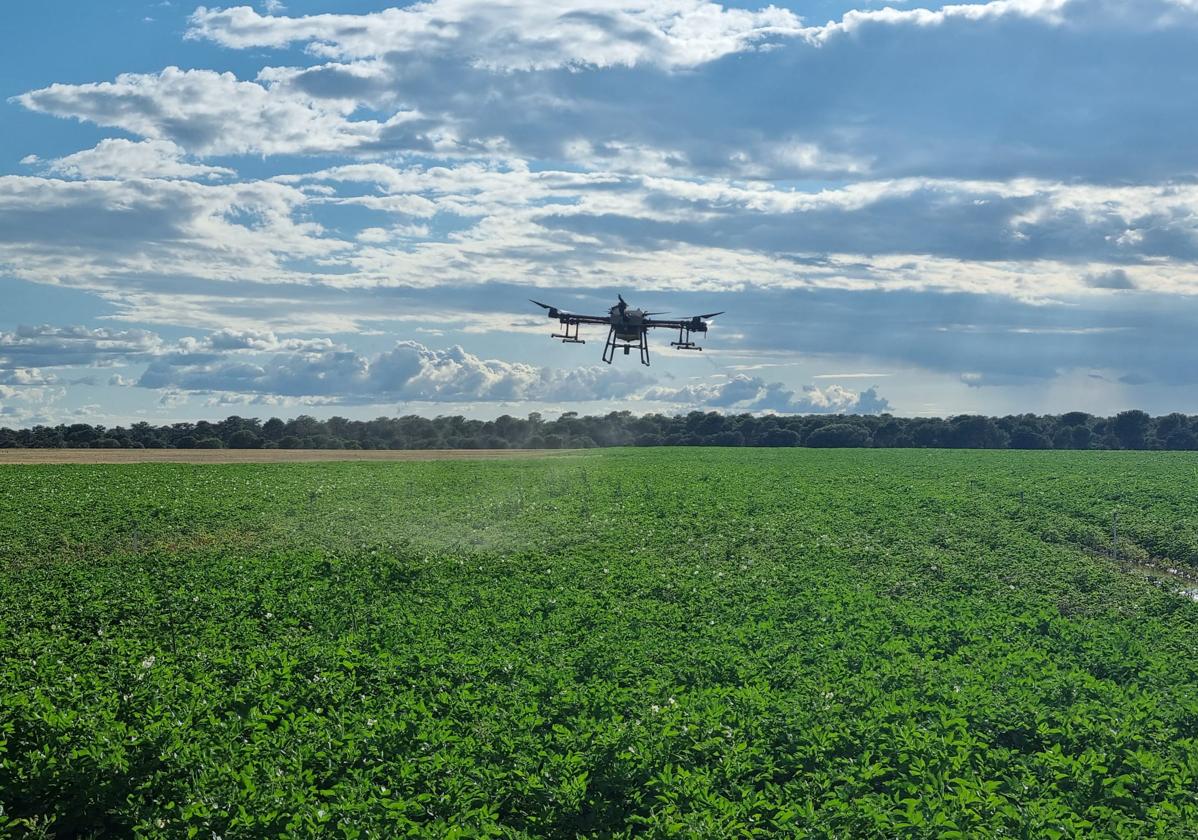 Tratamiento de patatas con drones.