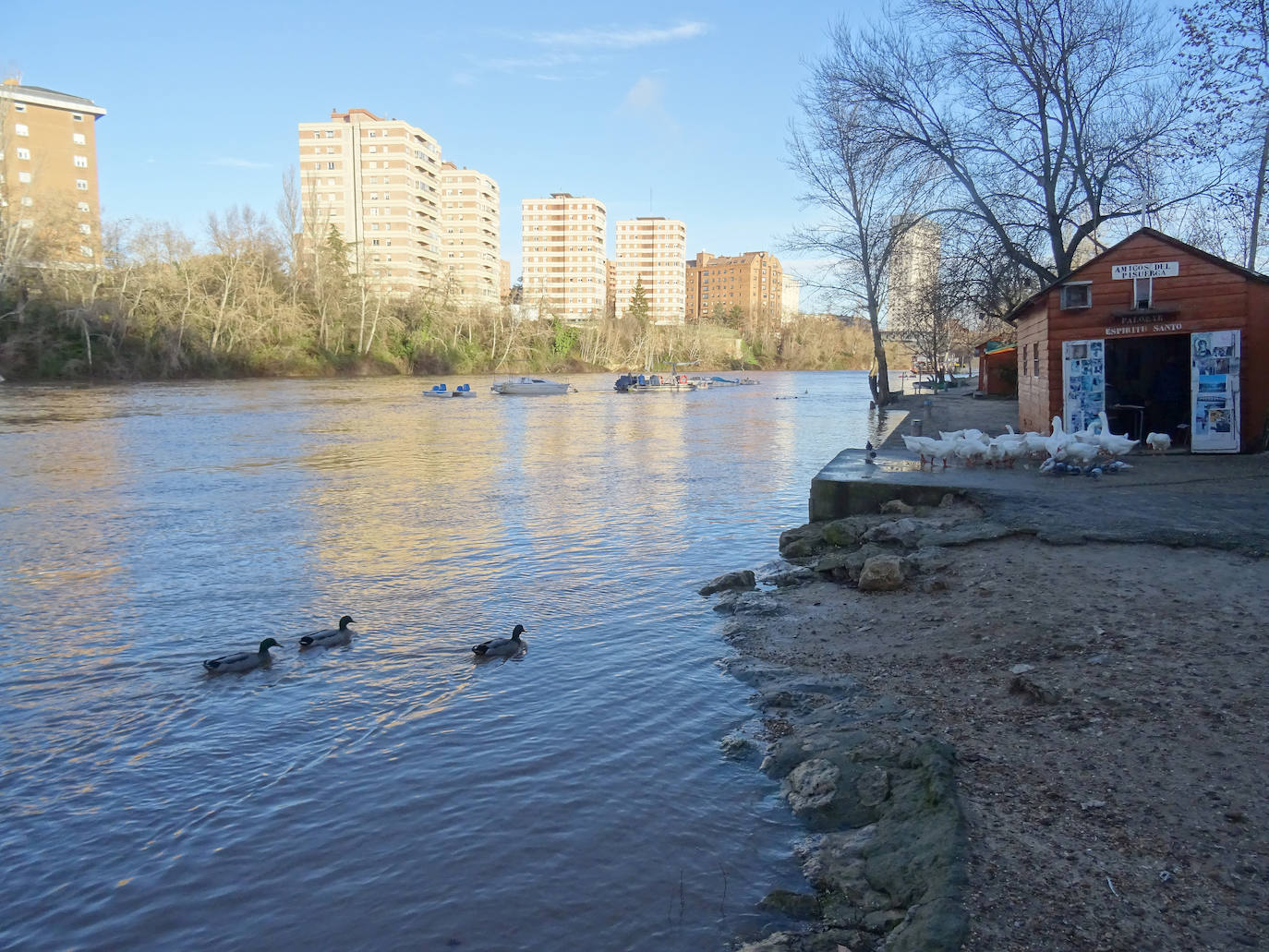 El Pisuerga, a su paso por el centro de Valladolid.