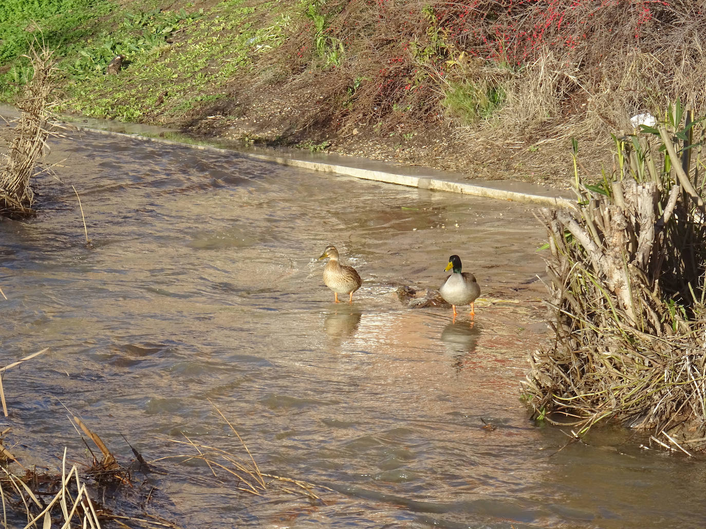 El Esgueva, con el agua invadiendo el paseo aledaño al cauce.