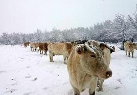 Vacas en un campo nevado en la falta de la sierra de Guadarrama.