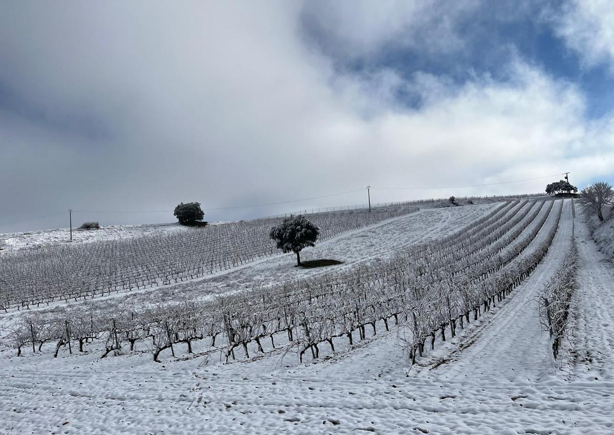 Imagen de unos viñedos nevados.