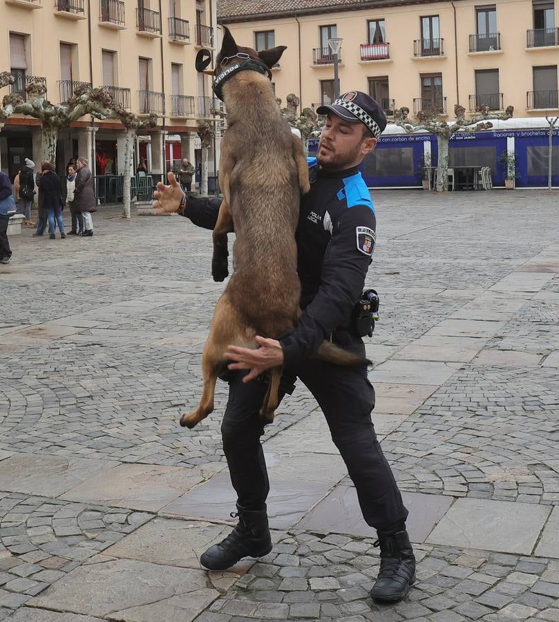 Palencia estrena la Unidad Canina con tres perros policía