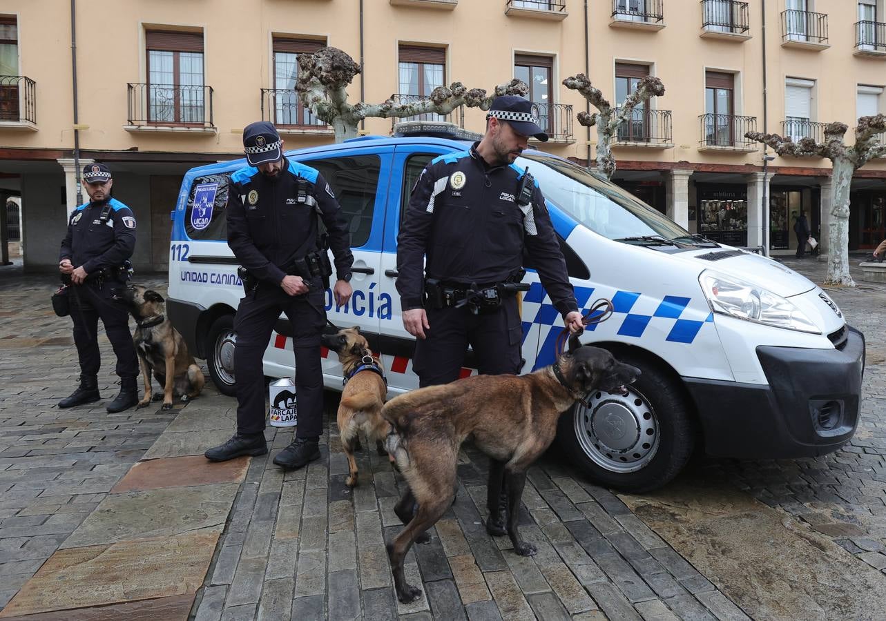 Palencia estrena la Unidad Canina con tres perros policía