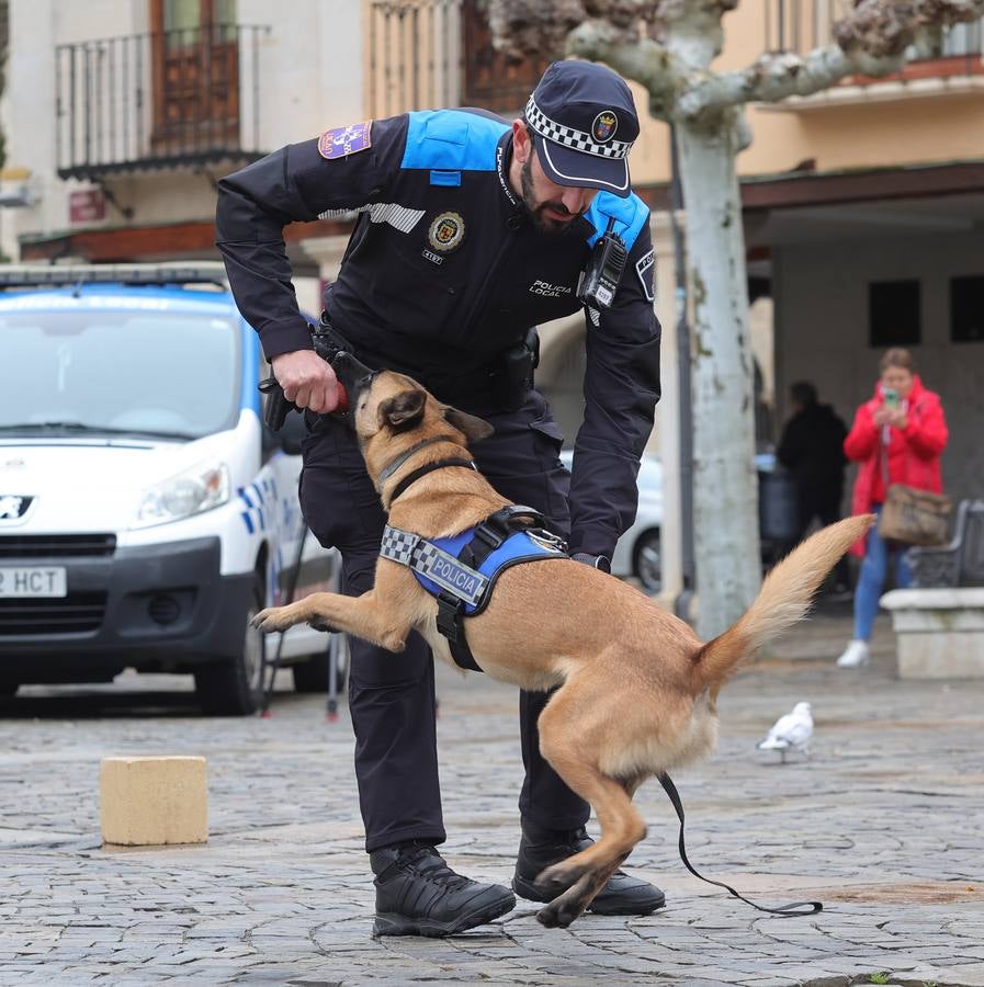 Palencia estrena la Unidad Canina con tres perros policía