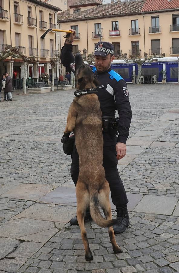 Palencia estrena la Unidad Canina con tres perros policía