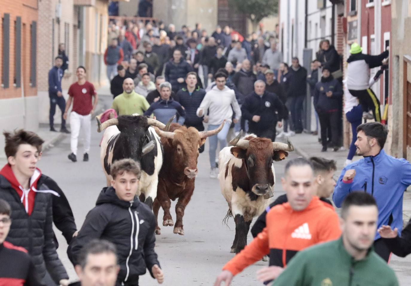 Encierro del toro del Arrope en Siete Iglesias de Trabancos