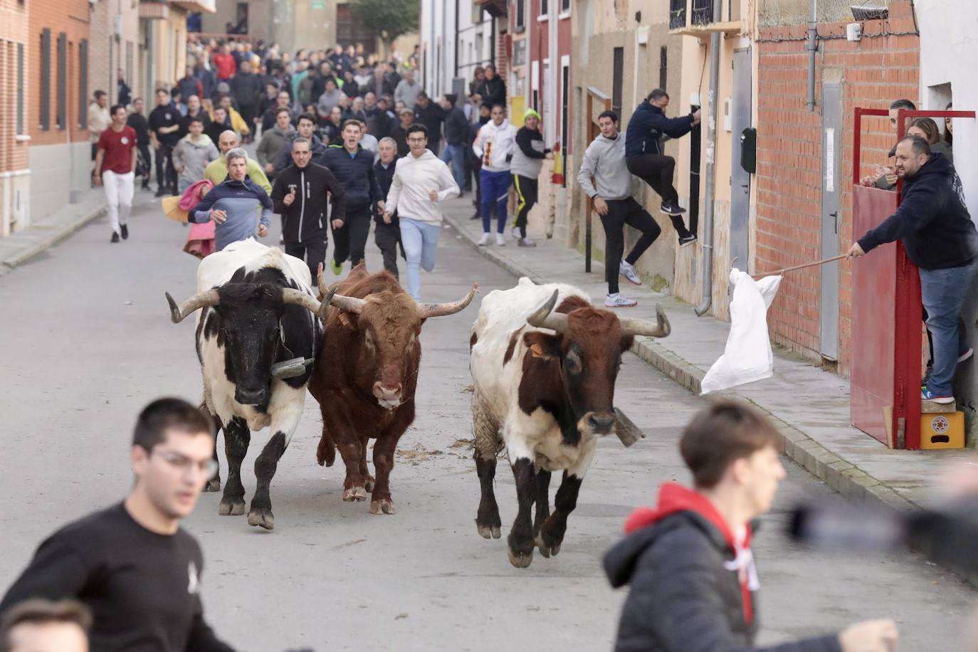 Encierro del toro del Arrope en Siete Iglesias de Trabancos