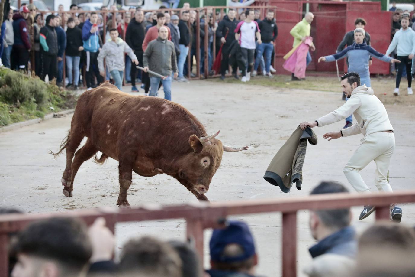 Encierro del toro del Arrope en Siete Iglesias de Trabancos