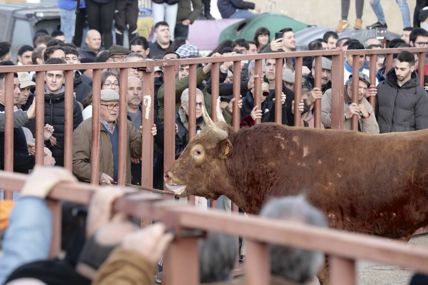 Encierro del toro del Arrope en Siete Iglesias de Trabancos